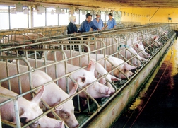IPO Tổng Công ty Chăn nuôi Việt Nam: Chào bán thành công 50,68% giá 10.100 đồng/cp