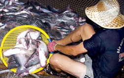 AGD: Rời sàn để huy động vốn ngoại