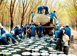 Cao su: "Vàng trắng" có tiếp tục chảy?