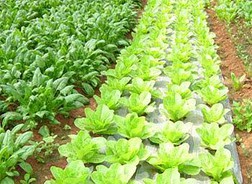 Bảo vệ thực vật An Giang phát hành cổ phiếu cho nông dân bằng nửa giá thị trường