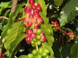 La Nina có thể làm giảm 25% sản lượng cà phê của Indonesia năm nay