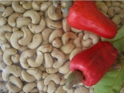 Giá điều tươi lên 27.000 đồng/kg