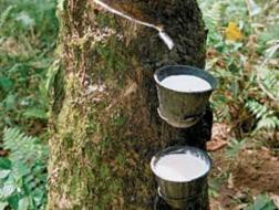 Giá mủ cao su giảm mạnh