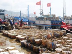 Trúng đậm mùa cá cơm