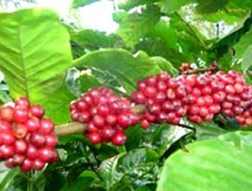 Nông dân Việt Nam đang điều khiển giá cà phê thế giới