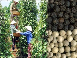 Giá hạt tiêu suy giảm trên khắp các thị trường
