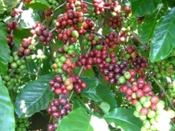 Giá cà phê arabica sẽ tăng cao trong quý 2/2012