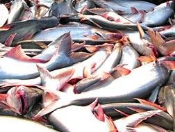 Nông dân "khóc ròng" vì cá tra, basa rớt giá mạnh