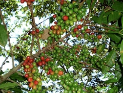 Chưa đồng thuận thu phí xuất khẩu cà phê