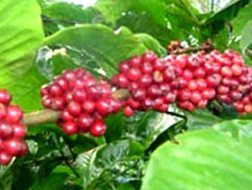 THV: Giải trình báo cáo kiểm toán năm 2011 