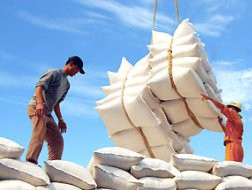 Khan hiếm gạo thơm xuất khẩu