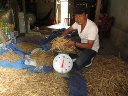 Sâm dây bị khai thác theo kiểu tận diệt, bày bán công khai cả tấn tại Măng Ri (Kon Tum).