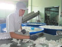công nhân đang làm việc tại nhà máy chế biến cơm dừa sấy tại Bến Tre - Ảnh: Trung Chánh