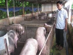 Đề xuất gói tín dụng 9.000 tỷ đồng cứu ngành chăn nuôi