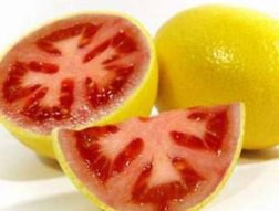 Thực phẩm biến đổi gene tràn lan ở Trung Quốc