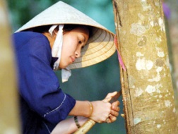 DPR: 6/7 GDKHQ nhận cổ tức bằng tiền mặt 20%