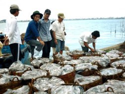 Khối lượng lớn nguyên liệu bạch tuộc đang “chảy” sang Trung Quốc mỗi ngày. (Ảnh một điểm thu mua nguyên liệu hải sản tại phường 12, TP Vũng Tàu). Ảnh: Lam Phương
