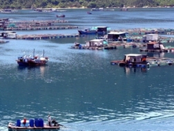 ĐBSCL khan hiếm tôm nguyên liệu, thương lái ép giá