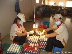 Ngành chăn nuôi mất 5.000 tỷ đồng/tháng