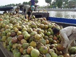 Dừa Bến Tre…vẫn chờ thương lái