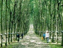 TRC: 6 tháng ước đạt 124,14 tỷ đồng lợi nhuận