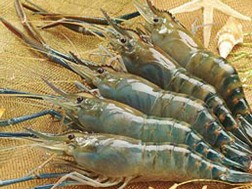 DN Việt Nam sang Thái Lan mua tôm giá rẻ