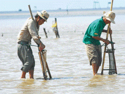 Cào tiền dưới biển