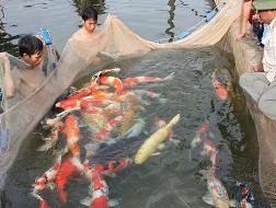 Cá cảnh mất thị trường Mỹ