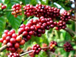 Kịch bản nào cho giá cà phê trong mùa sương giá năm nay?