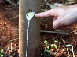 “Vàng trắng” nơi ải Bắc 