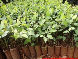 Giá tiêu giống tăng 7 lần