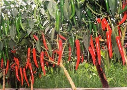 Ninh Thuận ký MOU với Tập đoàn CJ Hàn Quốc về trồng ớt
