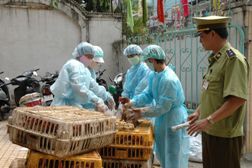 Phát hiện và tiêu hủy hàng chục nghìn gia cầm nhập lậu 