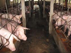 Thương lái ép giá, "giam" tiền mua heo