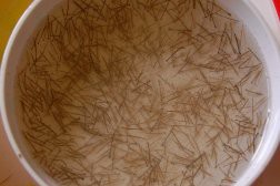 Mất hàng nghìn tỷ đồng vì tôm giống