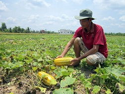 Trồng 2 công dưa gang, thu nhập 20 triệu đồng 