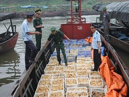 Lại bắt giữ thêm 40.000 con gà giống nhập lậu tại Quảng Ninh