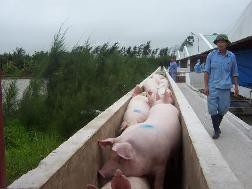 Chăn nuôi heo: "Treo chuồng bỏ cuộc chơi"