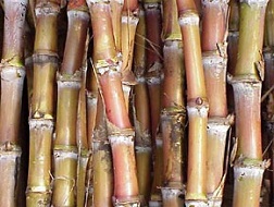 Nông dân ngậm đắng vì... mía