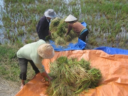 Mưa lớn, hàng ngàn ha lúa chín đổ rạp