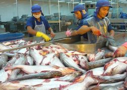 Nhật Bản tăng nhập khẩu cá tra từ Việt Nam