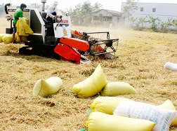 Đầu ra lúa phẩm cấp thấp đang hẹp dần