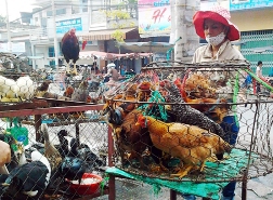 Lo cúm &ldquo;ngoại&rdquo;, dân chủ quan cúm &ldquo;nội&rdquo;