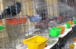 Dạy chim hót kiếm bạc tỷ