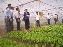 Trồng rau theo hợp đồng