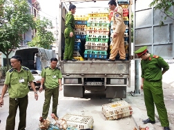 Không có chuyện gà đầu trọc tràn lan tại Hà Nội