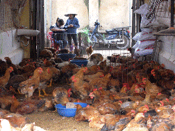 "Bóc mẽ" Hà Nội tuyên bố chặn 100% gà thải Trung Quốc