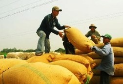 "Thu mua lúa gạo làm lợi cho doanh nghiệp, không phải nông dân"