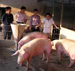 Tìm cách giải cứu chăn nuôi