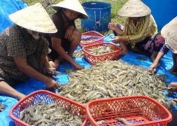 Giá tôm nguyên liệu tăng- Nguồn cung thiếu